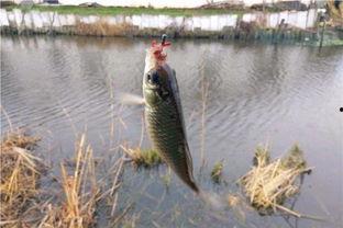 春天钓鱼爆料最新消息,揭秘最新爆料,钓鱼爱好者不容错过的春季钓鱼攻略 第3张 春天钓鱼爆料最新消息,揭秘最新爆料,钓鱼爱好者不容错过的春季钓鱼攻略 第3张